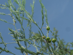 Asparagus persicus