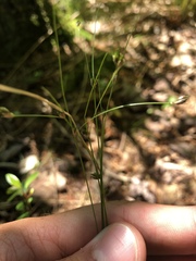 Carex trisperma