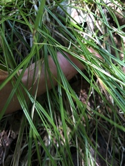 Carex trisperma