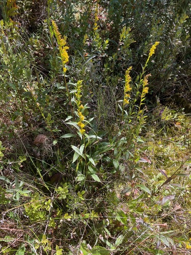 bog goldenrod (Solidago uliginosa)