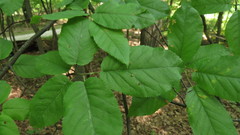 Ostrya virginiana