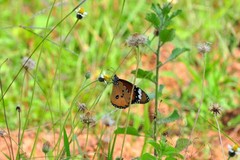 Danaus chrysippus chrysippus