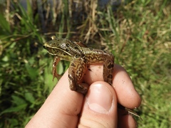 Lithobates kauffeldi