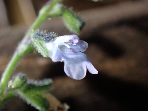Socorro Island Sage (Salvia pseudomisella)