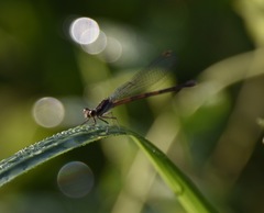 Argia fumipennis