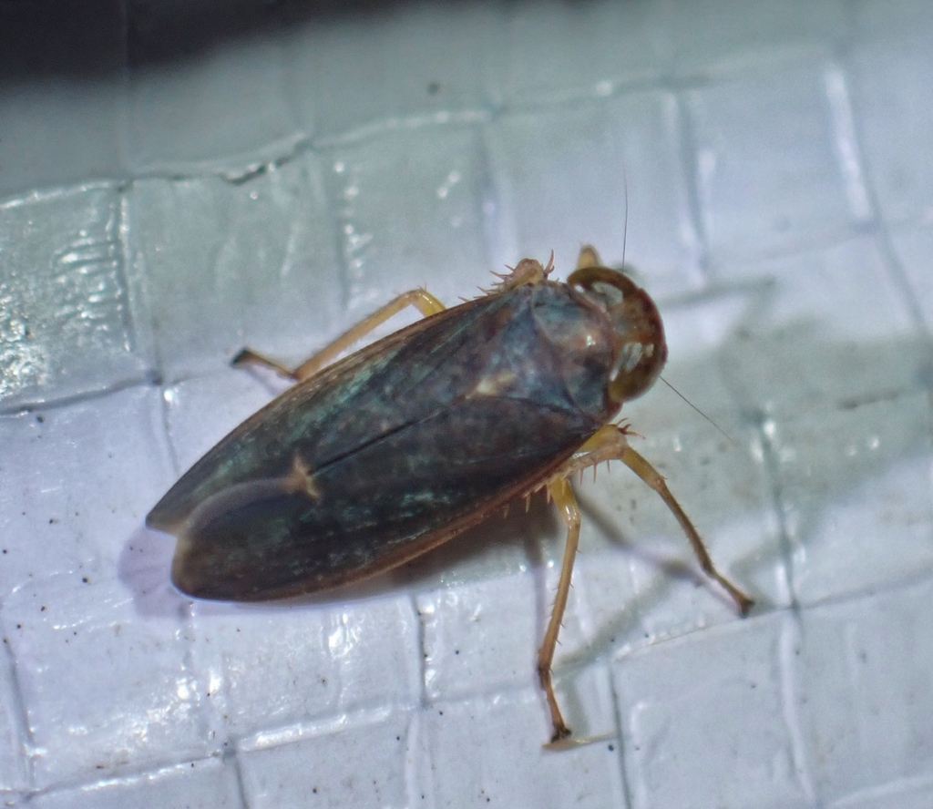 Omanolidia keiferi