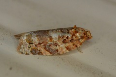 Argyrotaenia tabulana