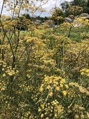 Foeniculum