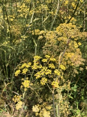 Foeniculum
