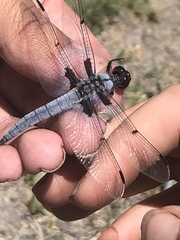 Libellula nodisticta