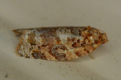 Argyrotaenia tabulana