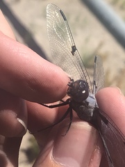 Libellula nodisticta