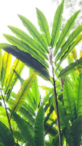 Alpinia boia observed 2025-01-08