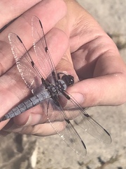 Libellula nodisticta
