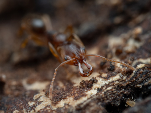 Mayr's Lesser Trap-jaw Ant