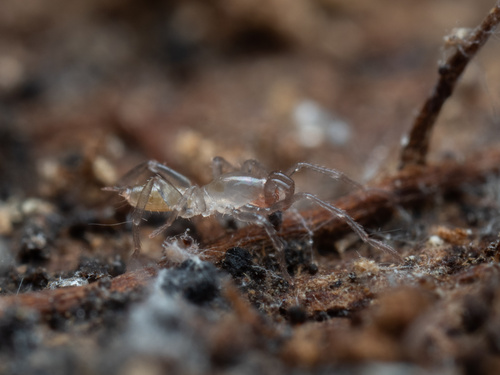 Shorttailed whipscorpion photo 6