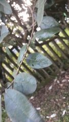 Feijoa sellowiana
