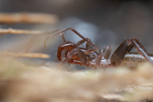 Shorttailed whipscorpion photo 5