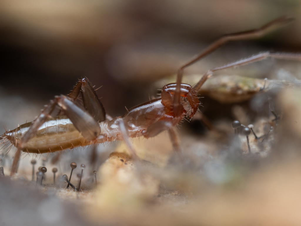 shorttailed whipscorpion