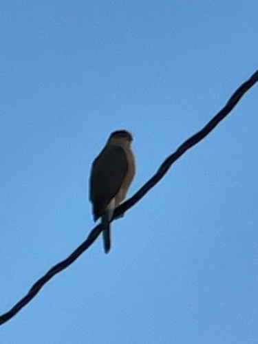 Cooper's Hawk