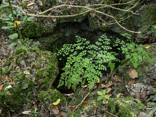 Fan maidenhair (Adiantum tenerum)