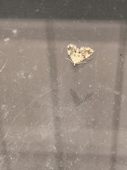 Elophila icciusalis