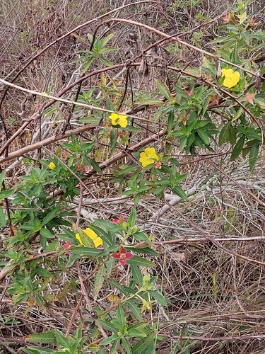 Foto de Ludwigia