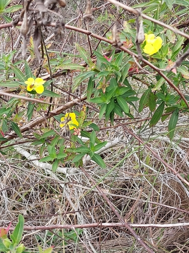 Foto de Ludwigia