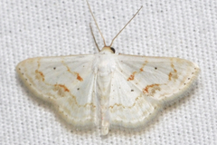 Scopula lautaria