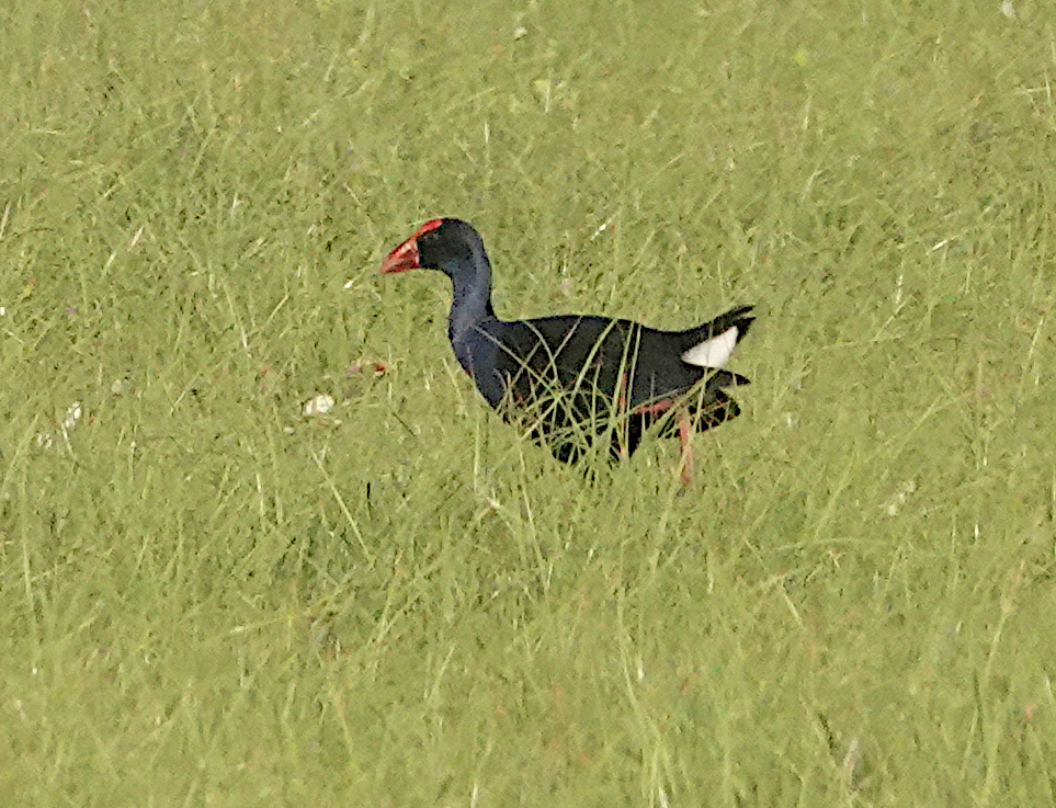 Purple Swamphen