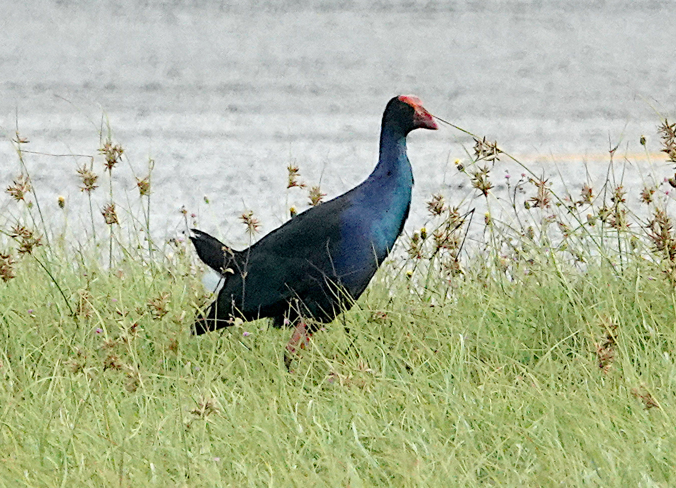 Purple Swamphen