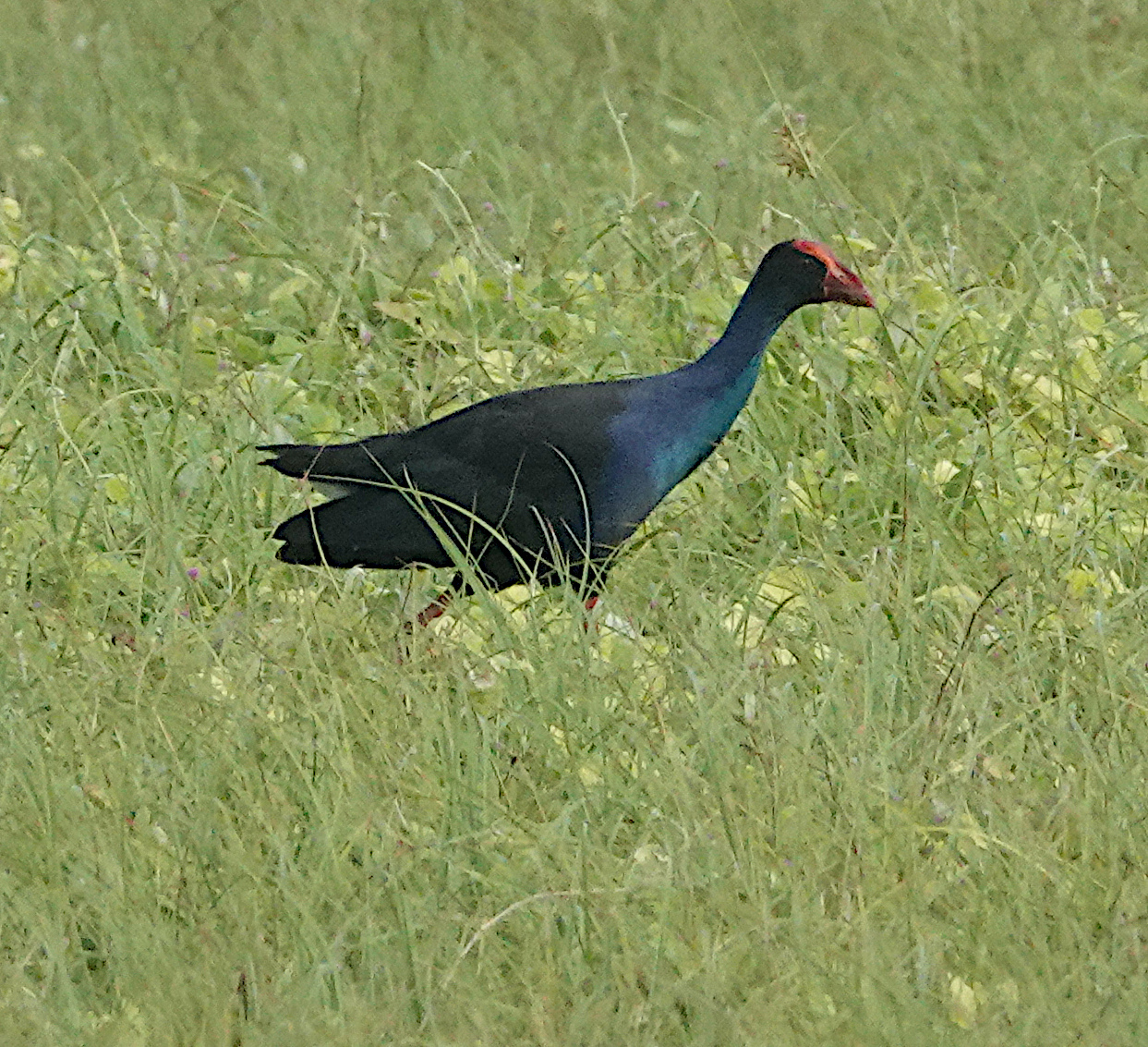 Purple Swamphen