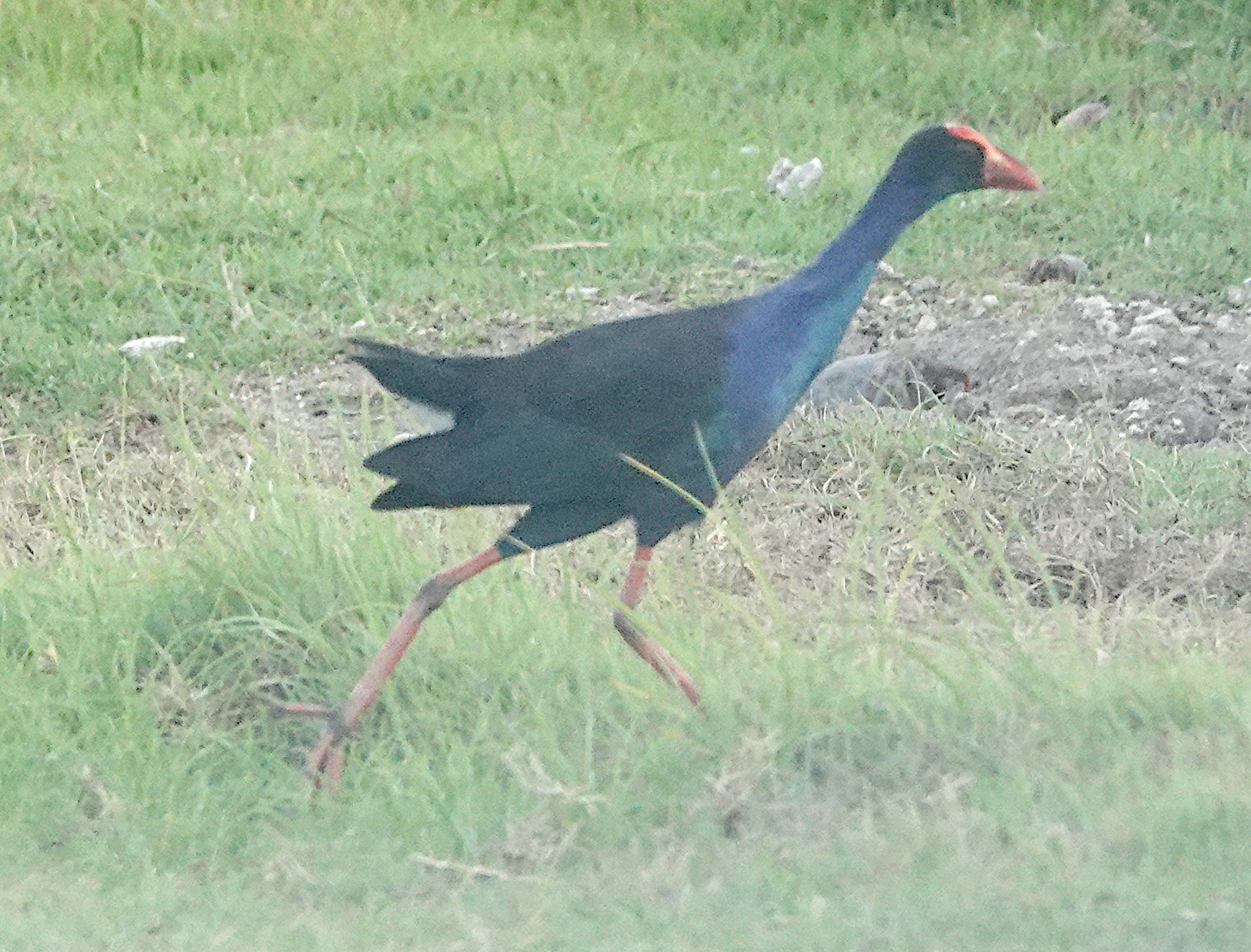 Purple Swamphen