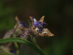 Delphinium valens