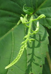 Collinsonia canadensis