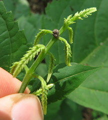 Collinsonia canadensis