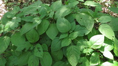 Collinsonia canadensis