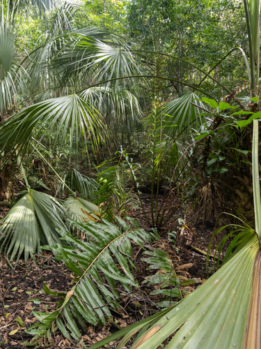 Inland leatherfern (Acrostichum danaeifolium)