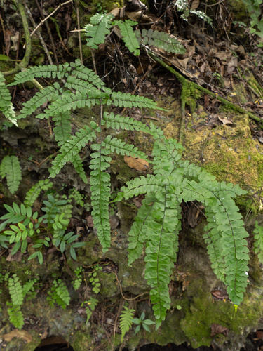 Fragrant maidenhair fern (Adiantum melanoleucum)