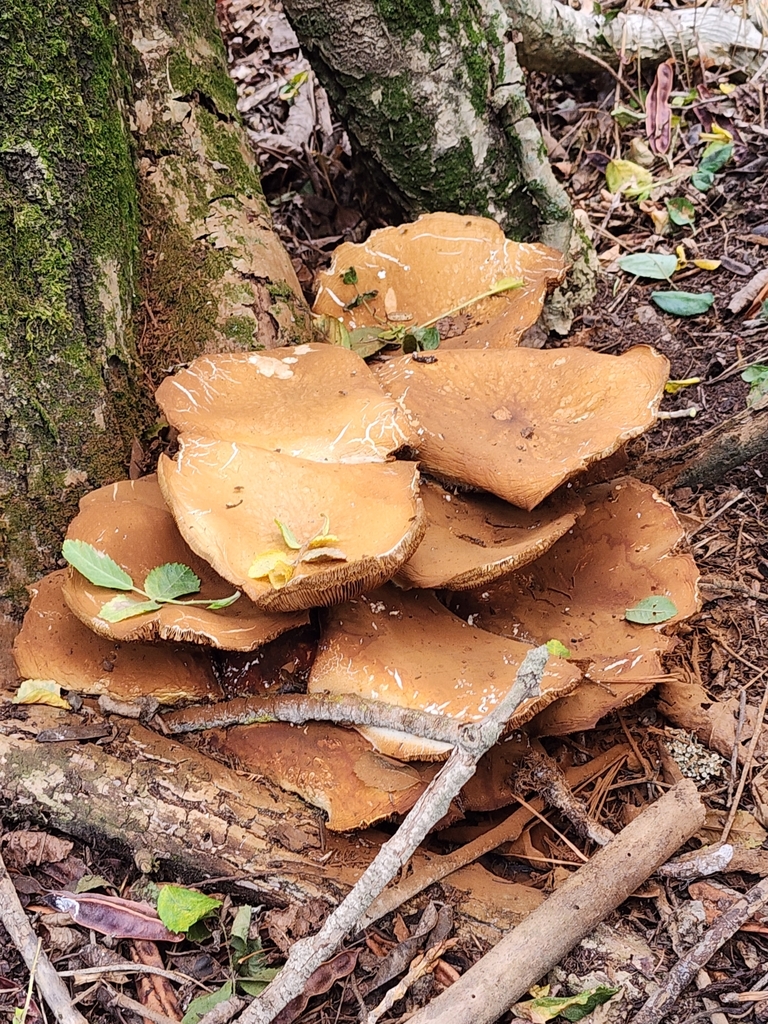 Gymnopilus junonius · January 2025 · photo: © nicnation (iNaturalist, cc-by)