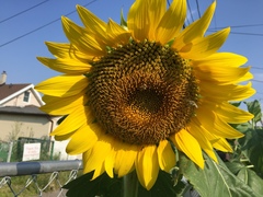 Helianthus