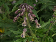 Delphinium valens