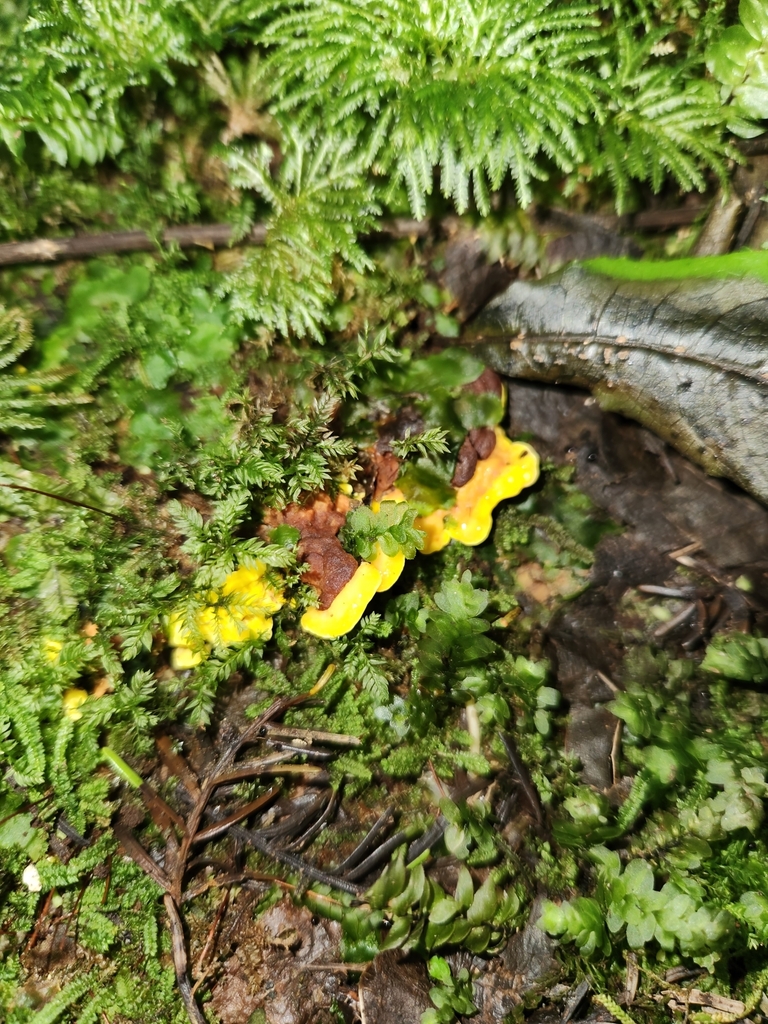 Flaviporus brownii · January 2025 · photo: © archie_tarn (iNaturalist, cc-by)
