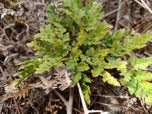 Isla Socorro moonwort (Botrychium socorrense)