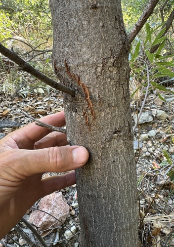 Chisos Oak