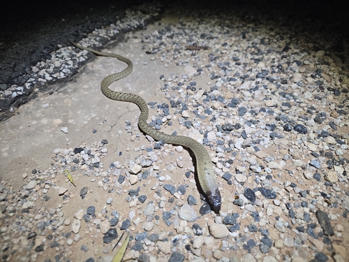 Strap-Snouted Brown Snake