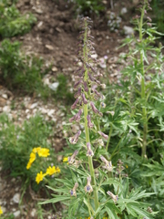 Delphinium valens