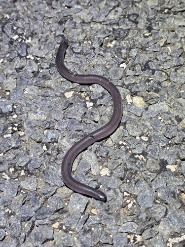 Dark-spined Blind Snake