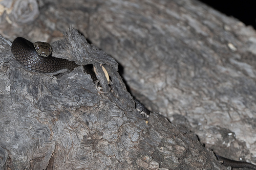 Pale-headed Snake sighting