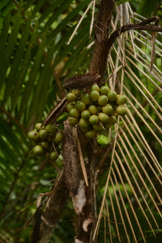 Image of Bactris major by (c) Siddarth Machado, some rights reserved (CC BY)